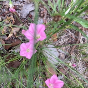 Convolvulus angustissimus subsp. angustissimus at Emu Creek - 31 Dec 2023