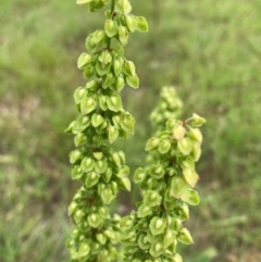 Rumex crispus (Curled Dock) at Belconnen, ACT - 31 Dec 2023 by JohnGiacon