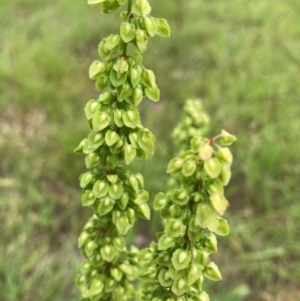 Rumex crispus at Emu Creek - 31 Dec 2023