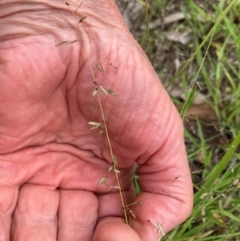 Eragrostis brownii (Common Love Grass) at Flea Bog Flat to Emu Creek Corridor - 31 Dec 2023 by JohnGiacon