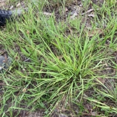 Eragrostis brownii at Flea Bog Flat to Emu Creek Corridor - 31 Dec 2023