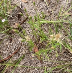 Vittadinia muelleri (Narrow-leafed New Holland Daisy) at Flea Bog Flat to Emu Creek Corridor - 31 Dec 2023 by JohnGiacon