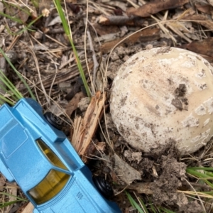 Amanita ochrophylla group at Flea Bog Flat to Emu Creek Corridor - 31 Dec 2023