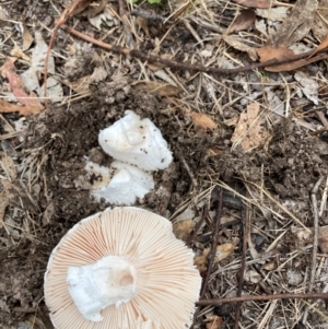 Amanita ochrophylla group at Flea Bog Flat to Emu Creek Corridor - 31 Dec 2023