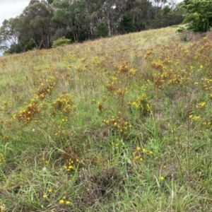 Hypericum perforatum at University of Canberra - 31 Dec 2023