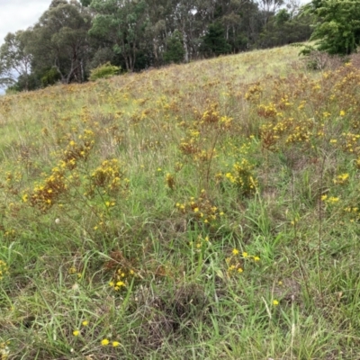 Hypericum perforatum (St John's Wort) at University of Canberra - 31 Dec 2023 by JohnGiacon