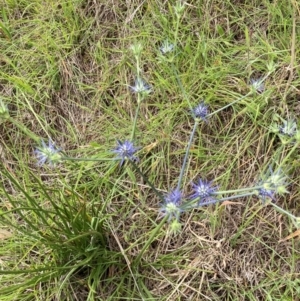 Eryngium ovinum at University of Canberra - 31 Dec 2023