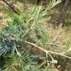 Acacia dealbata subsp. dealbata (Silver Wattle) at University of Canberra - 31 Dec 2023 by JohnGiacon