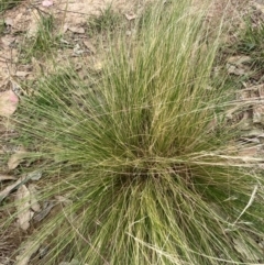 Nassella trichotoma (Serrated Tussock) at University of Canberra - 31 Dec 2023 by JohnGiacon