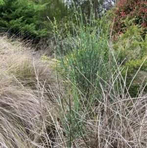 Spartium junceum at Bruce Ridge to Gossan Hill - 31 Dec 2023