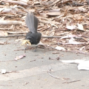 Rhipidura leucophrys at University of Canberra - 31 Dec 2023 01:33 PM