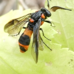 Lophyrotoma interrupta (Cattle Poisoning Sawfly) at Emu Creek Belconnen (ECB) - 31 Dec 2023 by JohnGiacon