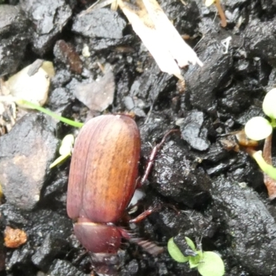 Sericesthis nigrolineata (Dusky pasture scarab) at Belconnen, ACT - 31 Dec 2023 by JohnGiacon