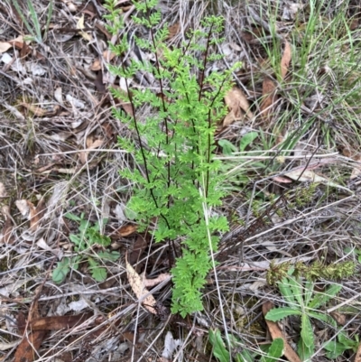 Cheilanthes sieberi subsp. sieberi (Narrow Rock Fern) at Flea Bog Flat to Emu Creek Corridor - 31 Dec 2023 by JohnGiacon