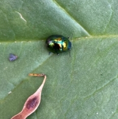 Callidemum hypochalceum (Hop-bush leaf beetle) at Campbell, ACT - 28 Dec 2023 by Sunbird