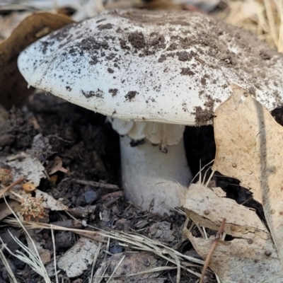 Unidentified Cap on a stem; gills below cap [mushrooms or mushroom-like] at Mansfield, VIC - 30 Dec 2023 by trevorpreston