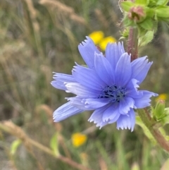 Cichorium intybus (Chicory) at QPRC LGA - 31 Dec 2023 by JaneR