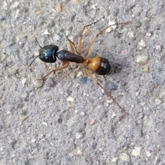 Unidentified Ant (Hymenoptera, Formicidae) at Mansfield, VIC - 30 Dec 2023 by trevorpreston