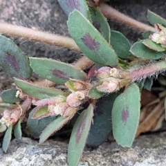 Euphorbia maculata (Eyebane) at Mansfield, VIC - 31 Dec 2023 by trevorpreston