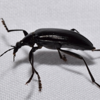 Tanychilus sp. (genus) (Comb-clawed beetle) at QPRC LGA - 30 Dec 2023 by DianneClarke