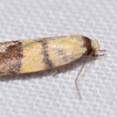 Heteroteucha translatella at QPRC LGA - 30 Dec 2023