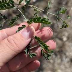 Acacia spectabilis (Pilliga Wattle, Glory Wattle) at Wongarbon, NSW - 31 Dec 2023 by Darcy