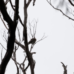 Philemon corniculatus (Noisy Friarbird) at Ben Boyd National Park - 19 Dec 2023 by JimL