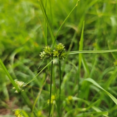 Carex inversa (Knob Sedge) at QPRC LGA - 31 Dec 2023 by MatthewFrawley