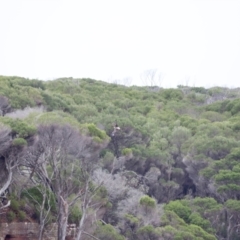 Haliaeetus leucogaster (White-bellied Sea-Eagle) at Ben Boyd National Park - 20 Dec 2023 by JimL