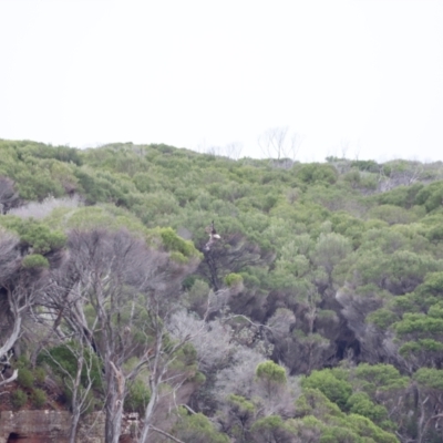 Haliaeetus leucogaster (White-bellied Sea-Eagle) at Ben Boyd National Park - 20 Dec 2023 by JimL