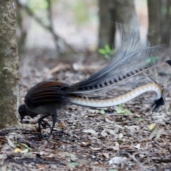 Menura novaehollandiae (Superb Lyrebird) at Ben Boyd National Park - 20 Dec 2023 by JimL