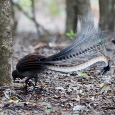 Menura novaehollandiae (Superb Lyrebird) at Ben Boyd National Park - 20 Dec 2023 by JimL