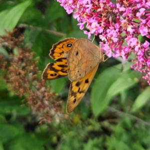 Heteronympha merope at QPRC LGA - 31 Dec 2023