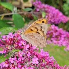 Heteronympha merope at QPRC LGA - 31 Dec 2023 04:06 PM