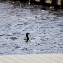 Phalacrocorax carbo (Great Cormorant) at Mallacoota, VIC - 17 Dec 2023 by JimL