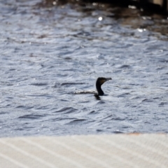 Phalacrocorax carbo at Mallacoota, VIC - 18 Dec 2023 08:45 AM