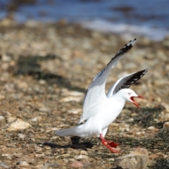 Chroicocephalus novaehollandiae (Silver Gull) at Mallacoota, VIC - 17 Dec 2023 by JimL