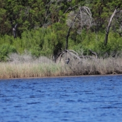 Egretta novaehollandiae (White-faced Heron) at Mallacoota, VIC - 18 Dec 2023 by JimL