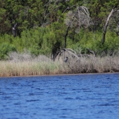 Egretta novaehollandiae (White-faced Heron) at Mallacoota, VIC - 17 Dec 2023 by JimL