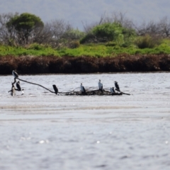 Microcarbo melanoleucos (Little Pied Cormorant) at Mallacoota, VIC - 17 Dec 2023 by JimL