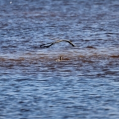 Poliocephalus poliocephalus (Hoary-headed Grebe) at Mallacoota, VIC - 18 Dec 2023 by JimL