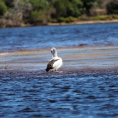 Pelecanus conspicillatus (Australian Pelican) at Mallacoota, VIC - 18 Dec 2023 by JimL