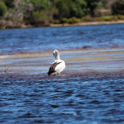 Pelecanus conspicillatus (Australian Pelican) at Mallacoota, VIC - 18 Dec 2023 by JimL