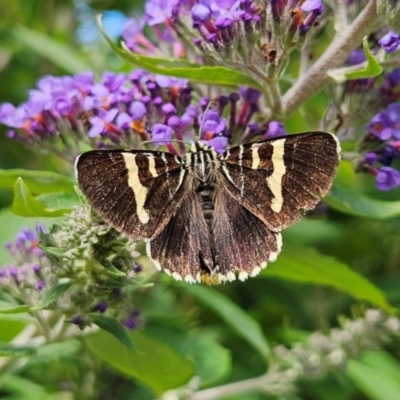 Phalaenoides glycinae (Grapevine Moth) at QPRC LGA - 31 Dec 2023 by MatthewFrawley