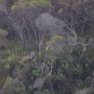 Haliaeetus leucogaster (White-bellied Sea-Eagle) at Ben Boyd National Park - 18 Dec 2023 by JimL