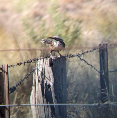 Pomatostomus temporalis temporalis (Grey-crowned Babbler) at Wongarbon, NSW - 31 Dec 2023 by Darcy