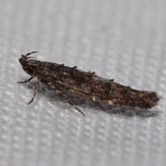 Trachydora capnopa (A Cosmet moth) at QPRC LGA - 31 Dec 2023 by DianneClarke