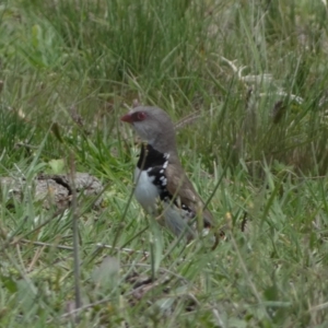 Stagonopleura guttata at Numeralla, NSW - 31 Dec 2023