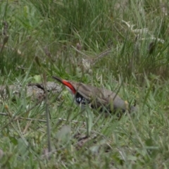 Stagonopleura guttata at Numeralla, NSW - suppressed