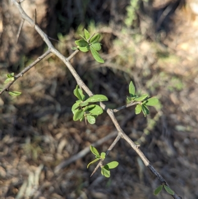 Lycium ferocissimum (African Boxthorn) at Dubbo, NSW - 31 Dec 2023 by Darcy